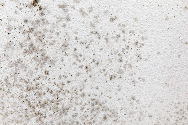 Biohazard Mold Removal in Silver City, NM