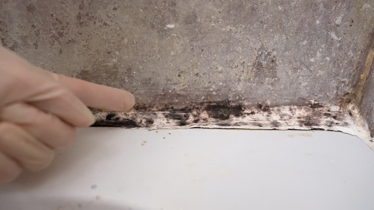 Best HVAC Mold Inspection and Cleaning  in Silver City, NM